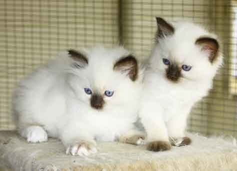 RAGGIES RAGDOLL SEAL POINT AND SEAL MITTED KITTENS