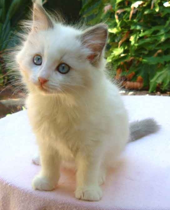 RAGGIES RAGDOLL LILAC Bi-COLOUR KITTEN