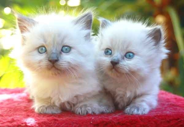 RAGGIOES RAGDOLL BLUE POINT KITTENS