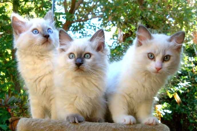 RAGGIES RAGDOLL KITTENS