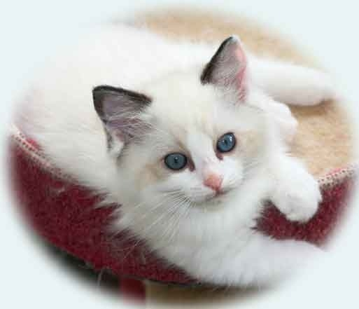 RAGGIES RAGDOLL SEAL Bi-COLOUR KITTEN