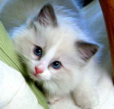 RAGGIES RAGDOLL BLUE Bi-COLOUR KITTEN