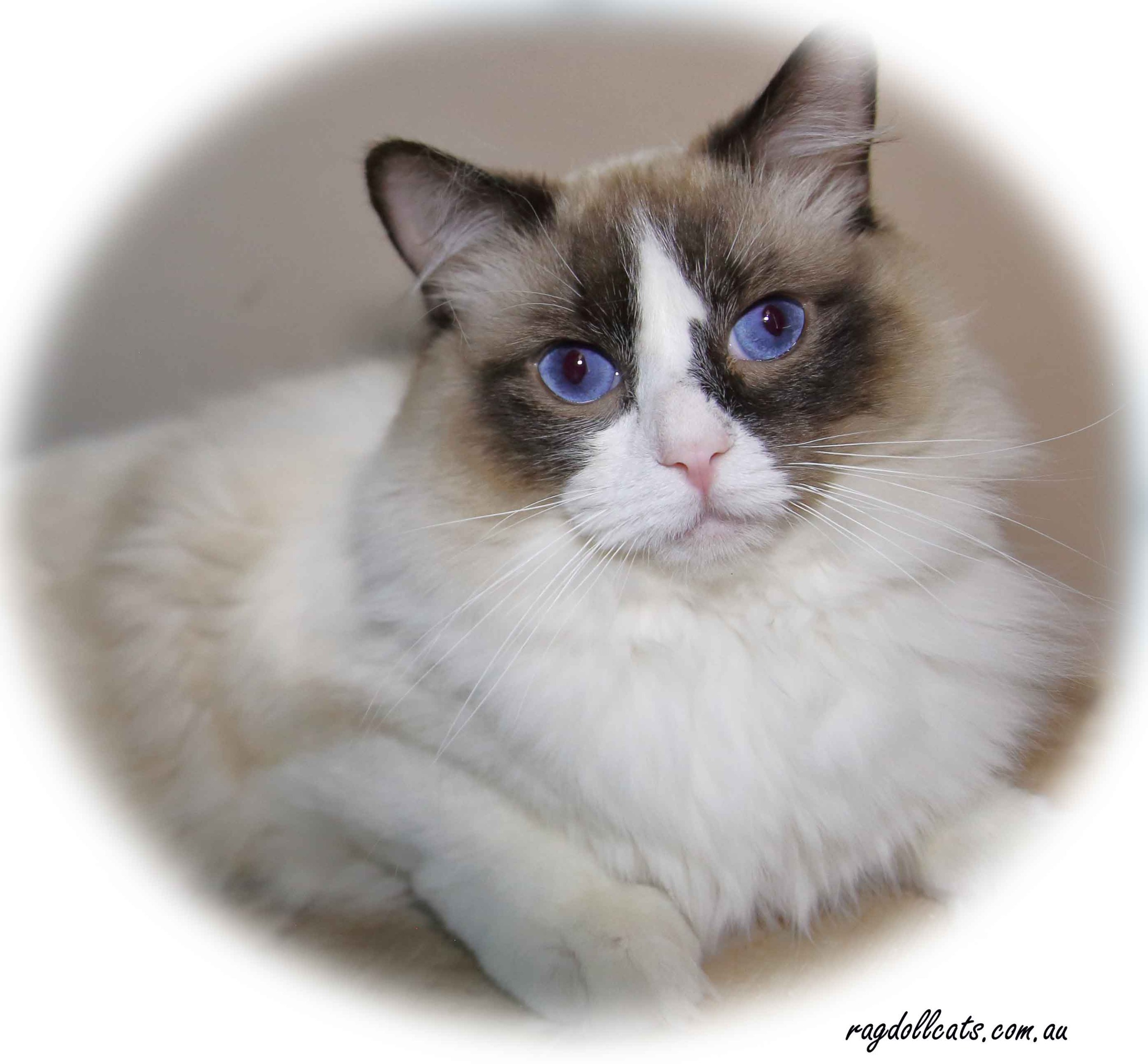 RAGGIES RAGDOLL BLUE POINT CAT